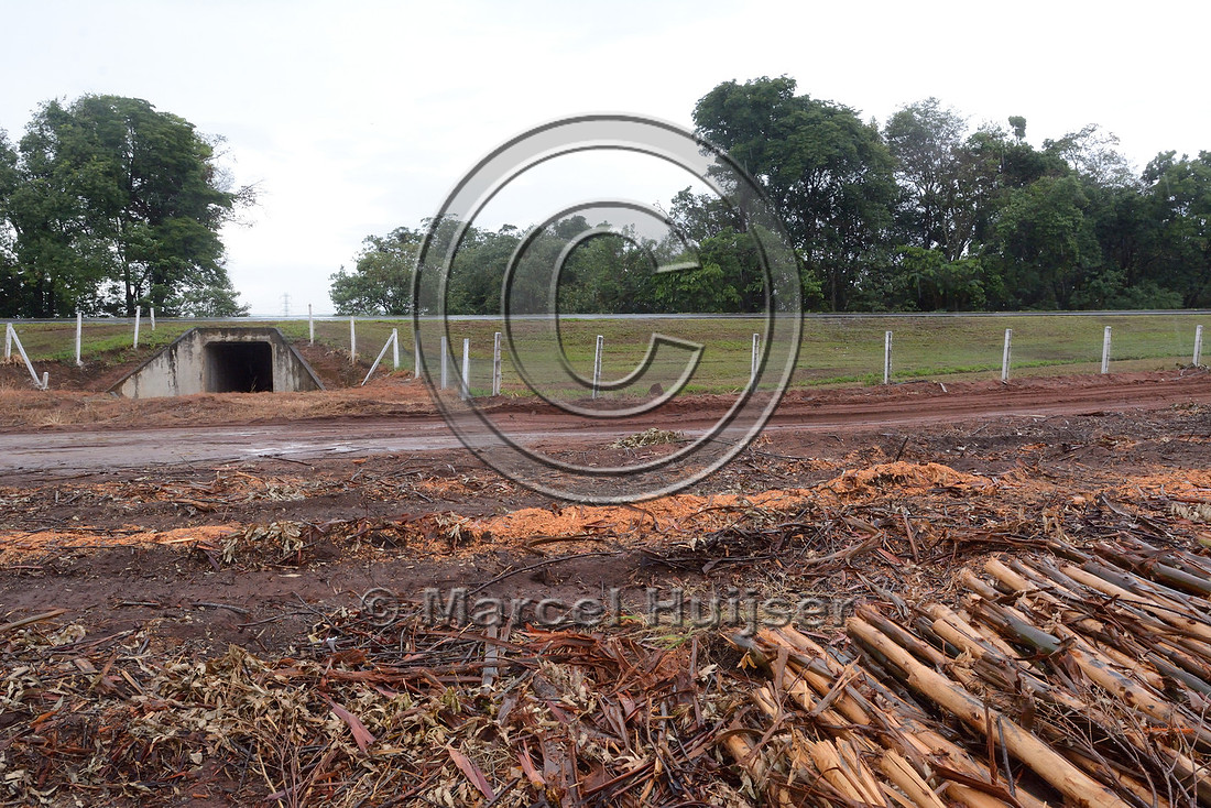 Freshly cut eucalyptus plantation next to a wildlife underpass, SP-225, near Brotas, São Paulo, Brazil