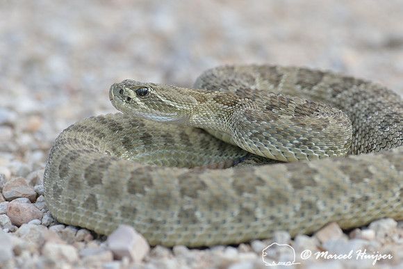 Prairie rattlesnake  (Crotalus viridis), Montana, USA