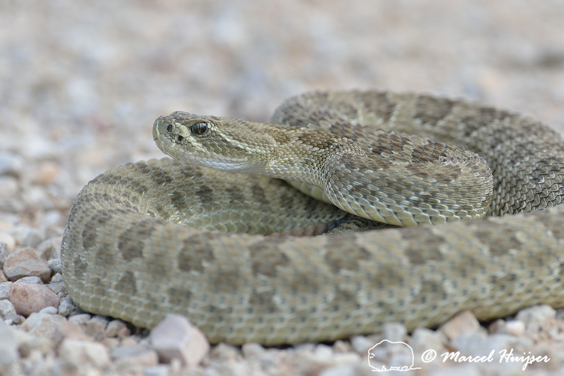 Prairie rattlesnake  (Crotalus viridis), Montana, USA