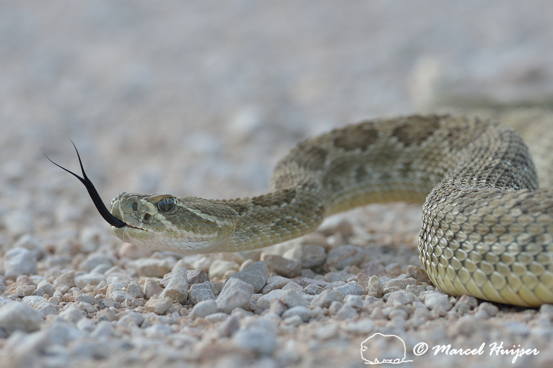 Prairie rattlesnake  (Crotalus viridis), Montana, USA