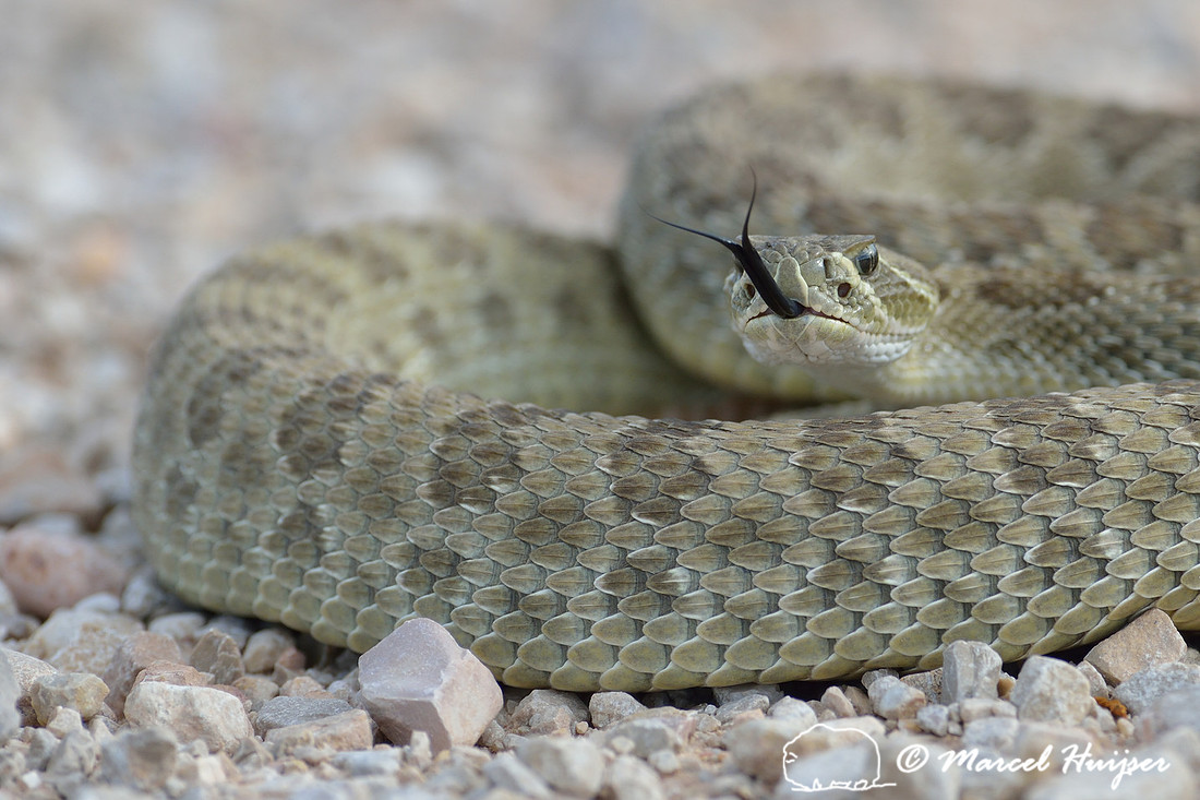 Prairie rattlesnake  (Crotalus viridis), Montana, USA