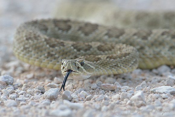 Prairie rattlesnake  (Crotalus viridis), Montana, USA
