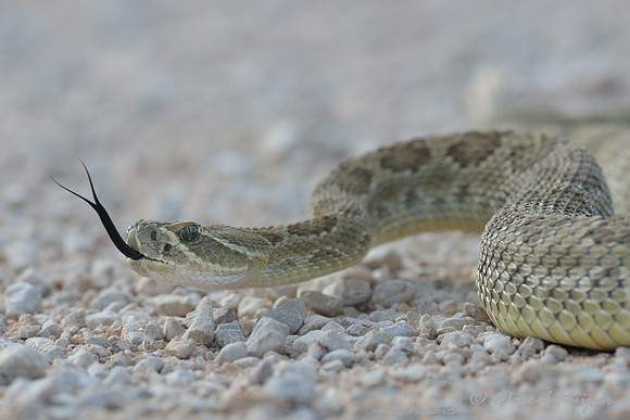 Prairie rattlesnake  (Crotalus viridis), Montana, USA