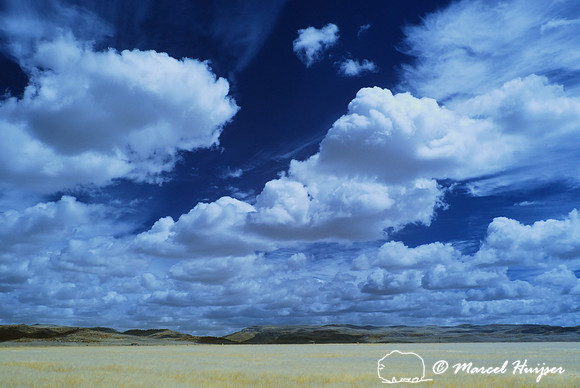 Wheat field and sky, Montana, USA