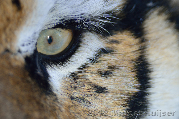Eye of the tiger