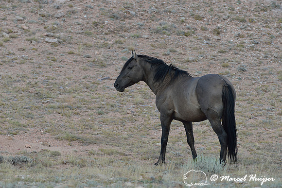 Free-roaming mustang (feral horse, sometimes called wild horse), Pryor Mountains Wild Horse Range, Montana, USA