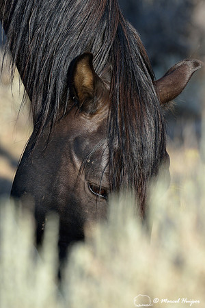 Free-roaming mustang (feral horse, sometimes called wild horse), Pryor Mountains Wild Horse Range, Montana, USA