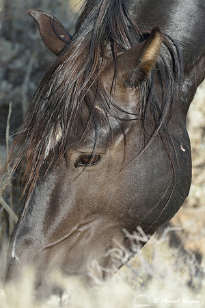 Free-roaming mustang (feral horse, sometimes called wild horse), Pryor Mountains Wild Horse Range, Montana, USA