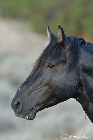 Free-roaming mustang (feral horse, sometimes called wild horse), Pryor Mountains Wild Horse Range, Montana, USA