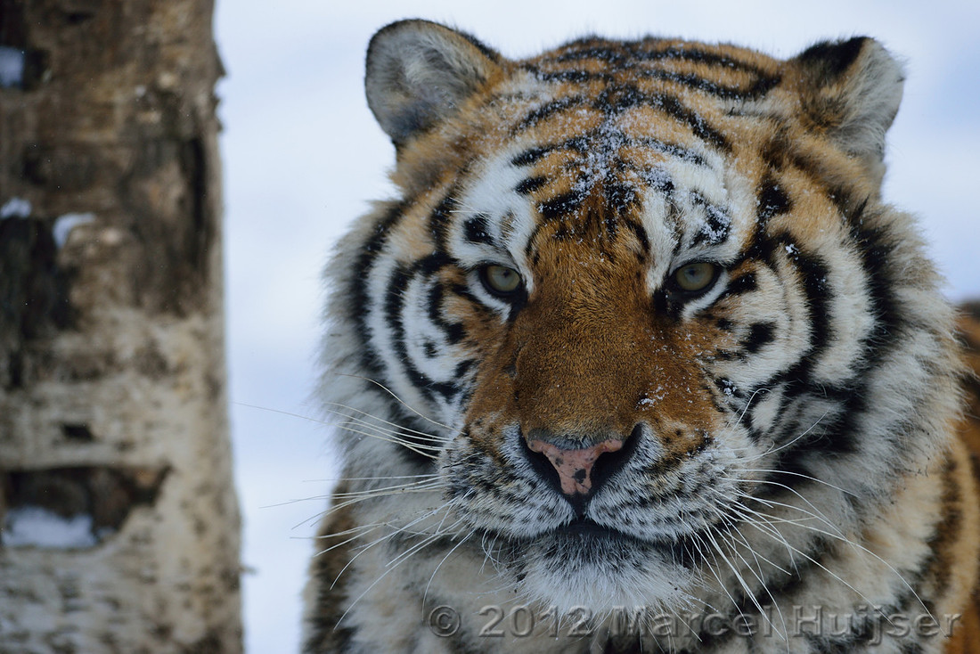 _DSC3860 Amur tiger or Siberian tiger (Panthera tigris altaica) in the snow, Jilin Province, China (captive animal)