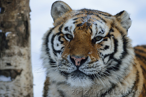 Amur tiger (Panthera tigris altaica) in the snow, Jilin Province, China