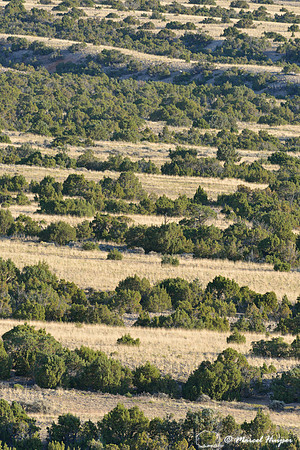 Lines of juniper (Juniperus spec.) and grassland, Bighorn Canyon National Recreation Area, Montana, USA