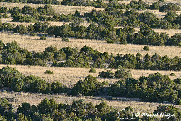 Lines of juniper (Juniperus spec.) and grassland, Bighorn Canyon National Recreation Area, Montana, USA