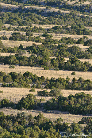 Lines of juniper (Juniperus spec.) and grassland, Bighorn Canyon National Recreation Area, Montana, USA