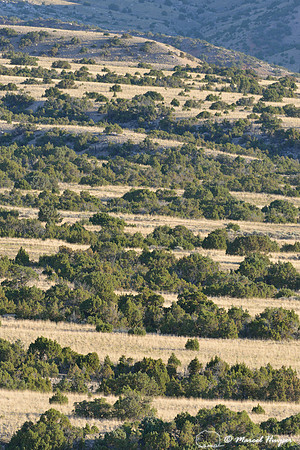 Lines of juniper (Juniperus spec.) and grassland, Bighorn Canyon National Recreation Area, Montana, USA