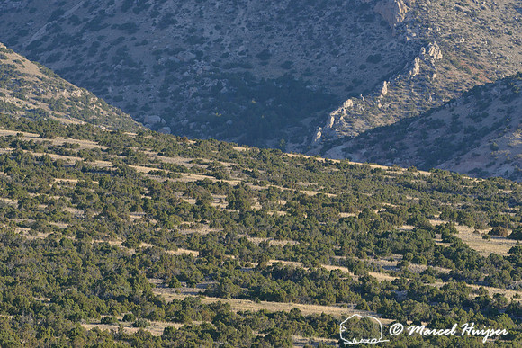 Lines of juniper (Juniperus spec.) and grassland, Bighorn Canyon National Recreation Area, Montana, USA