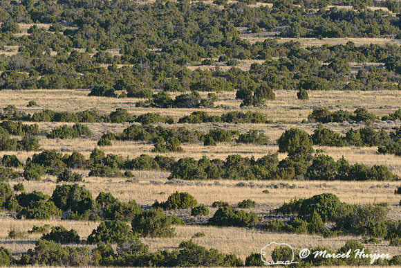 Lines of juniper (Juniperus spec.) and grassland, Bighorn Canyon National Recreation Area, Montana, USA