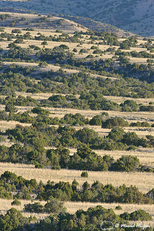 Lines of juniper (Juniperus spec.) and grassland, Bighorn Canyon National Recreation Area, Montana, USA