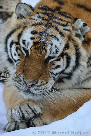Amur tiger (Panthera tigris altaica) grooming in the snow, Jilin Province, China