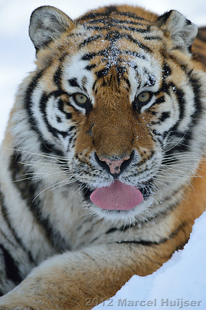 Amur tiger (Panthera tigris altaica) grooming in the snow, Jilin Province, China