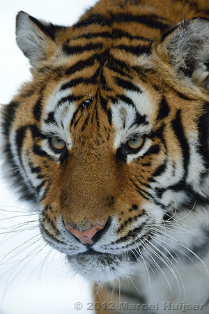 Amur tiger (Panthera tigris altaica) in the snow, Jilin Province, China
