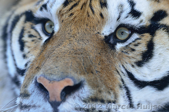 Amur tiger or Siberian tiger (Panthera tigris altaica), Jilin Province, China (captive animal)