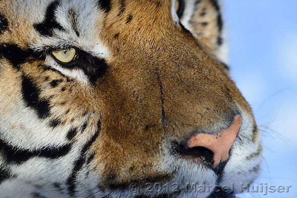 Amur tiger (Panthera tigris altaica) in the snow, Jilin Province, China