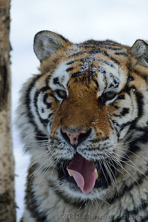 Amur tiger (Panthera tigris altaica) in the snow, Jilin Province, China