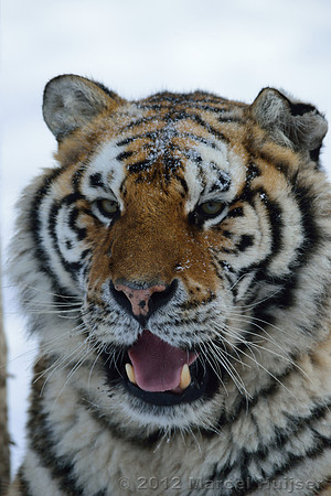 Amur tiger (Panthera tigris altaica) in the snow, Jilin Province, China