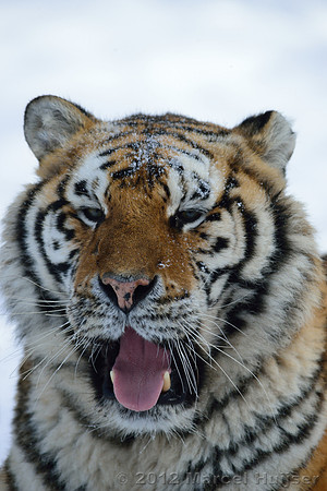Amur tiger (Panthera tigris altaica) in the snow, Jilin Province, China