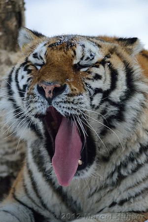 Amur tiger (Panthera tigris altaica) in the snow, Jilin Province, China