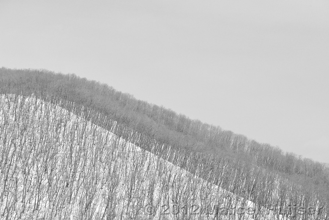 Asian landscapes: Snow covered Mongolian oak (Quercus mongolica) forest in winter, Jilin Province, China