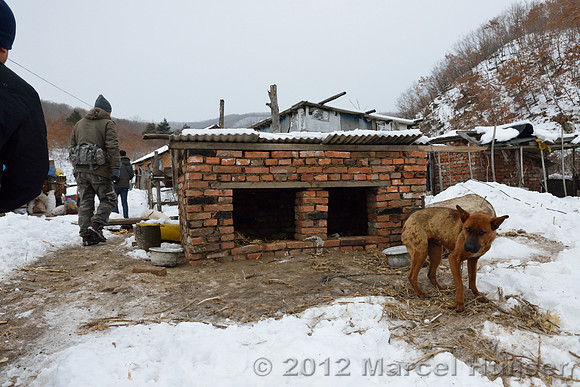 A remaining dog at the farm where an Amur tiger (Panthera tigris altaica) killed a dog, Jilin Province, China