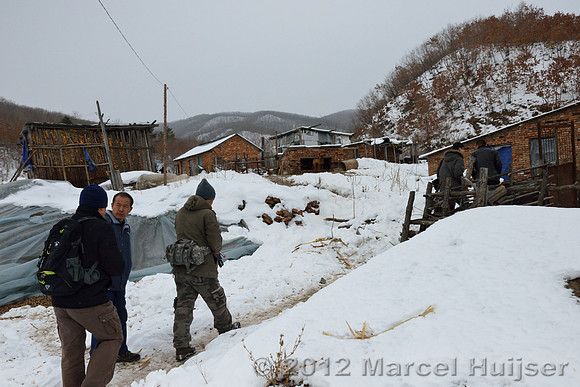 The farm at which an Amur tiger (Panthera tigris altaica) killed a dog, Jilin Province, China