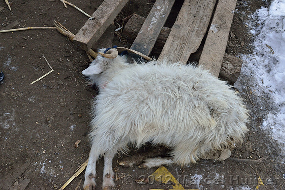 Dead goat at the farm where an Amur tiger (Panthera tigris altaica) killed and ate a dog of a farmer, Jilin Province, China