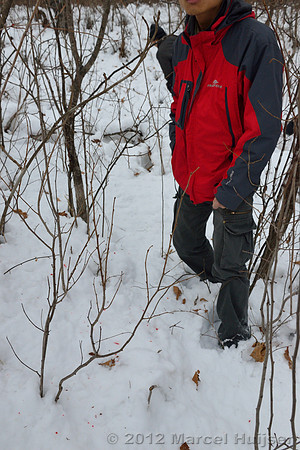 Snowtracking an Amur tiger (Panthera tigris altaica) that killed and ate a dog of a farmer, Jilin Province, China