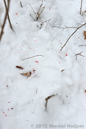 Blood of the dog killed by an Amur tiger (Panthera tigris altaica), Jilin Province, China