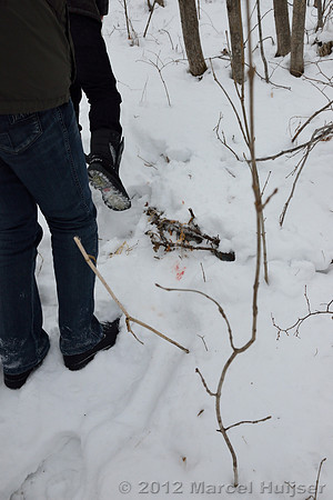 Snowtracking an Amur tiger (Panthera tigris altaica) that killed and ate a dog of a farmer, Jilin Province, China