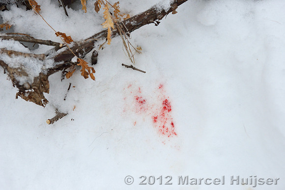 Blood of the dog killed by an Amur tiger (Panthera tigris altaica), Jilin Province, China