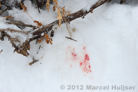 Blood of the dog killed by an Amur tiger (Panthera tigris altaica), Jilin Province, China