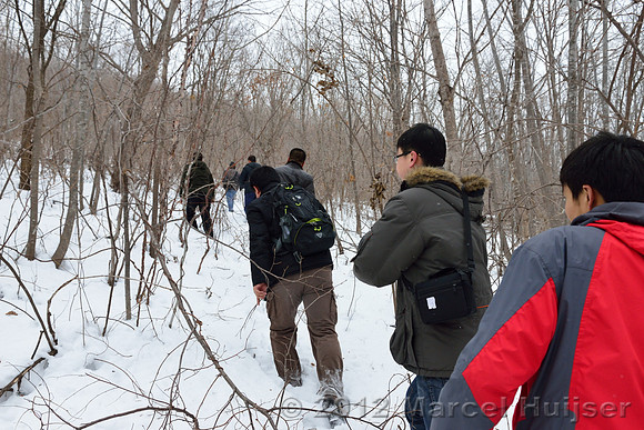 Snowtracking an Amur tiger (Panthera tigris altaica) that killed and ate a dog of a farmer, Jilin Province, China