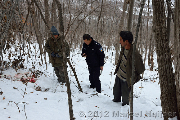 Snowtracking an Amur tiger (Panthera tigris altaica) that killed and ate a dog of a farmer, Jilin Province, China