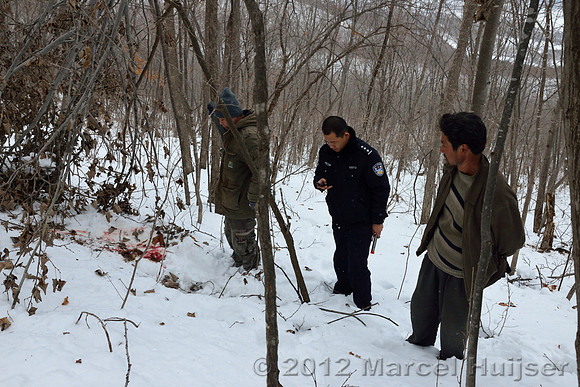 First site where an Amur tiger (Panthera tigris altaica) killed and ate a dog of a farmer, Jilin Province, China