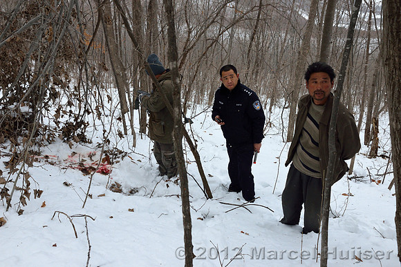 Snowtracking an Amur tiger (Panthera tigris altaica) that killed and ate a dog of a farmer, Jilin Province, China