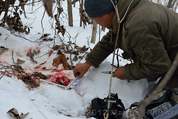 Investigation of tracks and other signs at the first site where an Amur tiger (Panthera tigris altaica) killed and ate a dog, Jilin Province, China