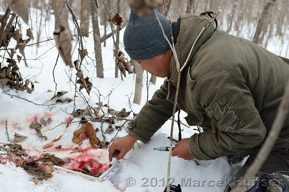 Investigation of tracks and other signs at the first site where an Amur tiger (Panthera tigris altaica) killed and ate a dog, Jilin Province, China