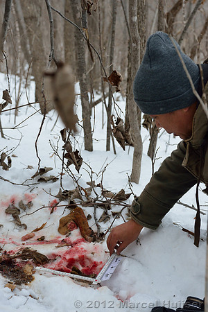 Investigation of tracks and other signs at the first site where an Amur tiger (Panthera tigris altaica) killed and ate a dog, Jilin Province, China