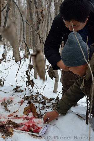 Investigation of tracks and other signs at the first site where an Amur tiger (Panthera tigris altaica) killed and ate a dog, Jilin Province, China