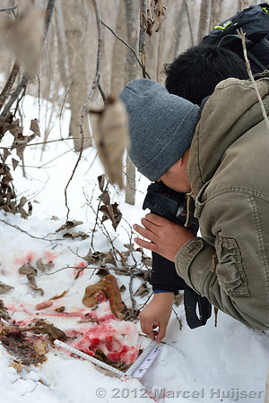 Investigation of tracks and other signs at the first site where an Amur tiger (Panthera tigris altaica) killed and ate a dog, Jilin Province, China