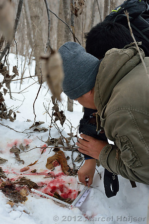 Investigation of tracks and other signs at the first site where an Amur tiger (Panthera tigris altaica) killed and ate a dog, Jilin Province, China